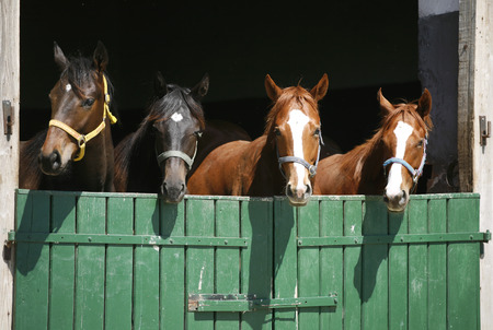 horses in a stable